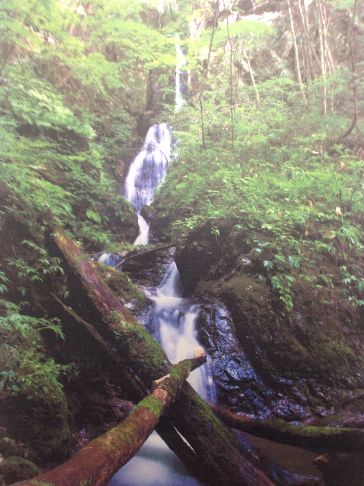 神之瀬峡森林環境インストラクター協会 神野瀬川にある神之瀬峡が大好きです